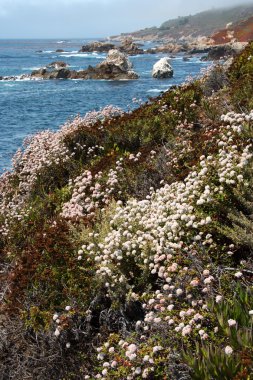 Pasifik Sahili boyunca çiçek peyzaj