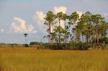 Everglades Ulusal Parkı