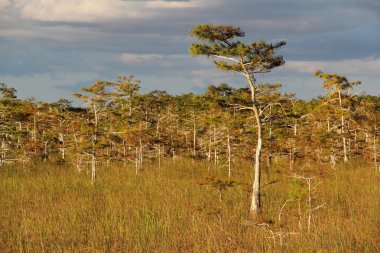 Everglades Ulusal Parkı