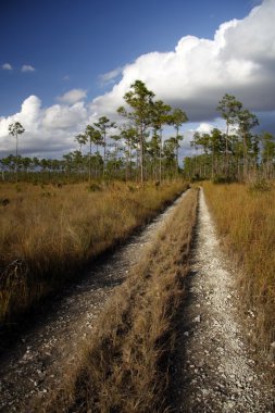Uzun Pine anahtar Hiking Trail