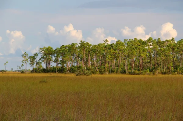 Everglades Ulusal Parkı — Stok fotoğraf