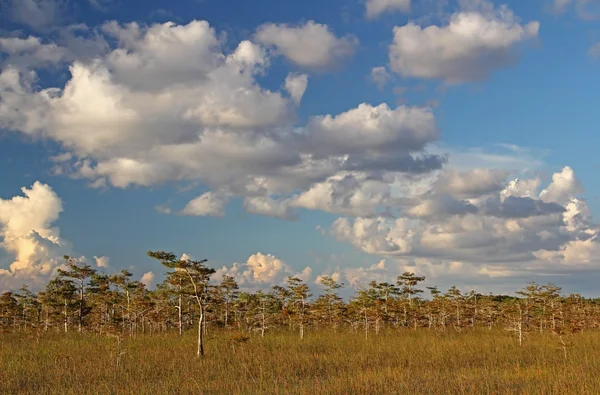 Everglades-Nationalpark — Stockfoto