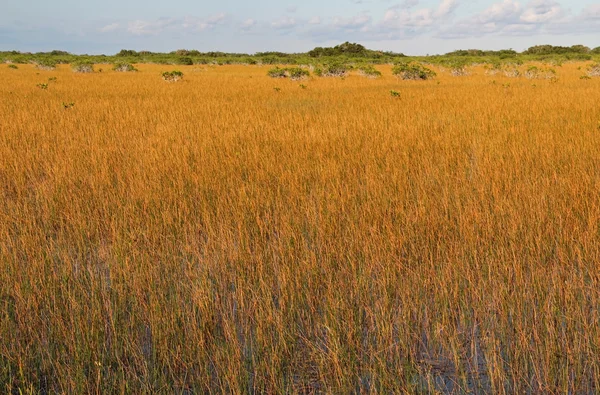 Bagna Everglades złoty — Zdjęcie stockowe