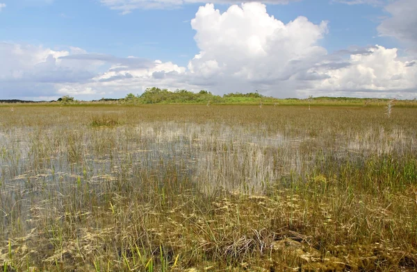Park narodowy Everglades — Zdjęcie stockowe