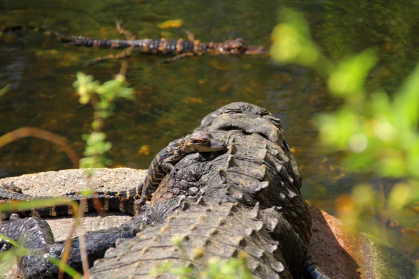Amerikanska alligatorer i Everglades — Stockfoto