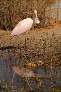 Doğal köpekbalığı Vadisi