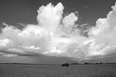 Doğal Everglades manzara
