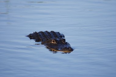 everglades Amerikan timsah
