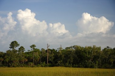 Büyük servi manzara