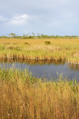 Büyük servi manzara