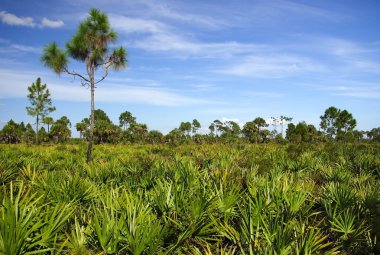 büyük servi Ulusal koru