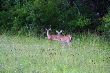 Everglades yaban hayatı