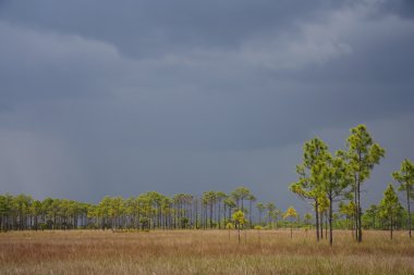 Doğal Everglades manzara