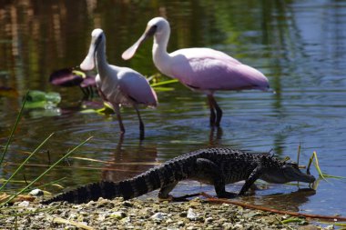 everglades Amerikan timsah
