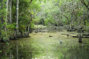 Doğal Everglades peyzaj