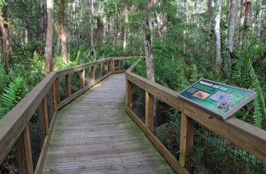 Cypress bataklık Boardwalk