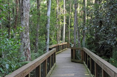 Cypress bataklık Boardwalk