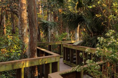 Doğal Everglades Boardwalk