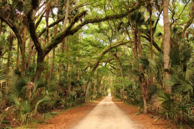 Tarihi Devlet Park Bulow Plantation Harabeleri