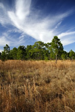 Güney Florida manzara