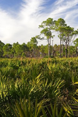 Güney Florida manzara