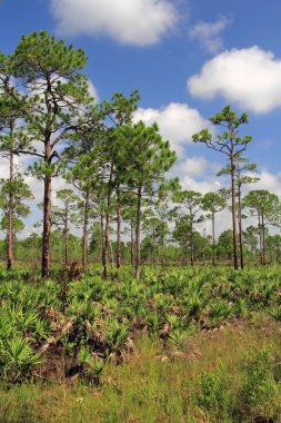 Florida Pinelands manzara