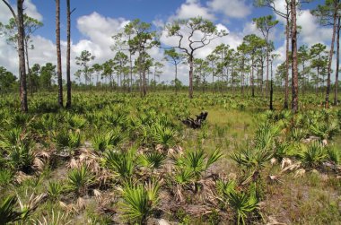 Güney Florida vahşi