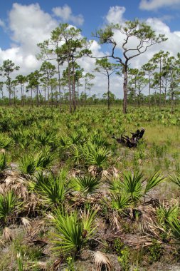 Güney Florida vahşi