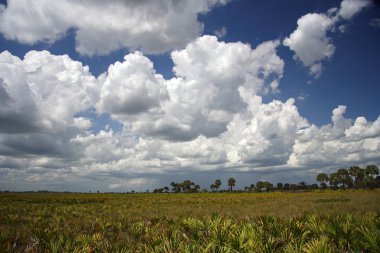 Kissimmee Prairie koru State Park