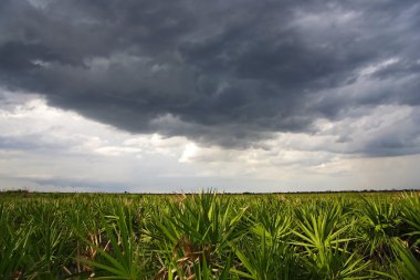 Kissimmee Prairie fırtına