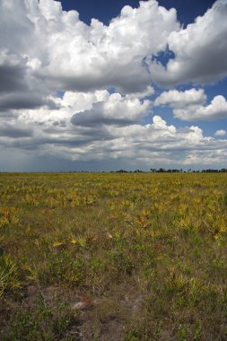 Kissimmee Prairie koru State Park