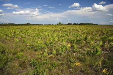 Kissimmee Prairie koru State Park