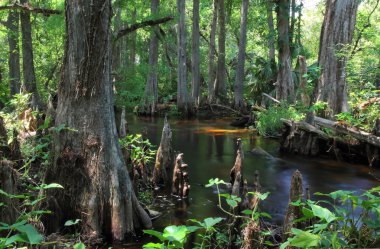 Doğal Loxahatchee Nehri