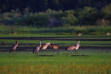 Myakka River State Park clipart