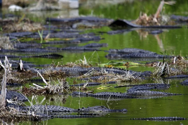 Amerikai aligátor az Everglades — Stock Fotó
