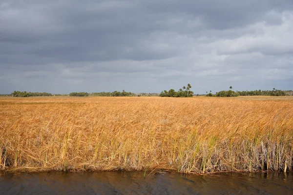 Everglades malowniczy krajobraz — Zdjęcie stockowe