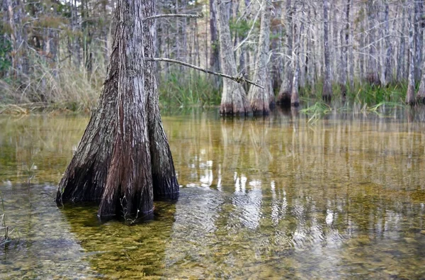 Bosque de ciprés — Foto de Stock