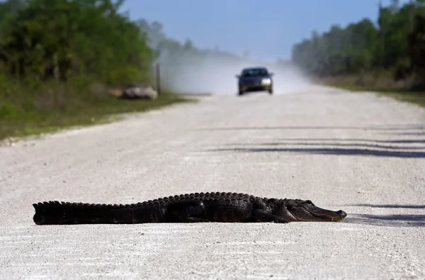 Amerikansk alligator i everglades — Stockfoto