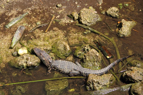 Amerikansk alligator i everglades — Stockfoto