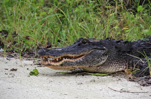 Amerikai aligátor az Everglades — Stock Fotó