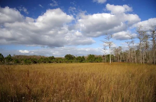 Big cypress nemzeti megőrzése — Stock Fotó