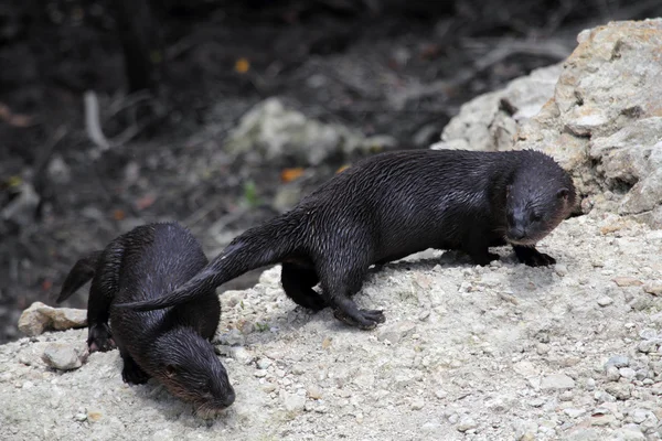 Otter de río en ciprés grande —  Fotos de Stock