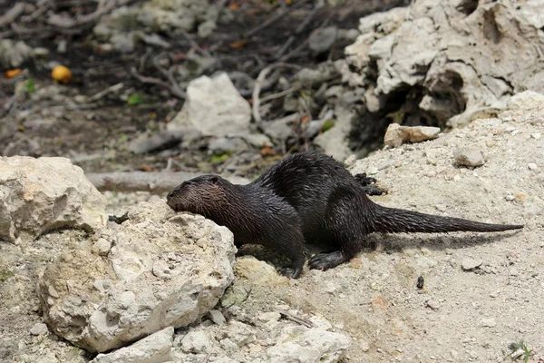 Otter de río en ciprés grande —  Fotos de Stock