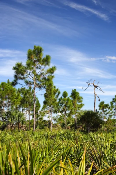 Réserve nationale de Big Cypress — Photo