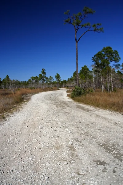 Sentier à travers Big Cypress — Photo