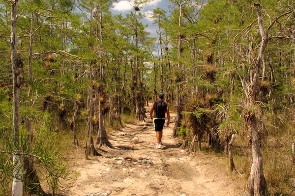 Everglades Trilha Caminhadas — Fotografia de Stock