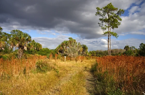 Der florida trail — Stockfoto