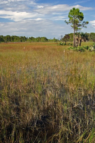 Paisaje escénico de los Everglades —  Fotos de Stock