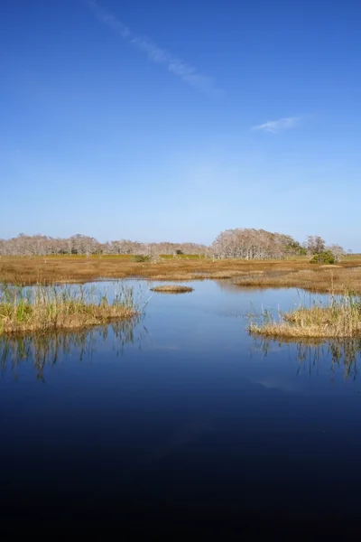 Paysage des Everglades panoramiques — Photo