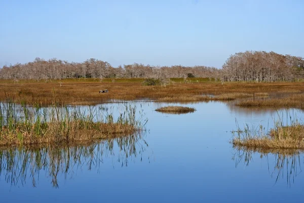 Landschaftliche Everglades — Stockfoto
